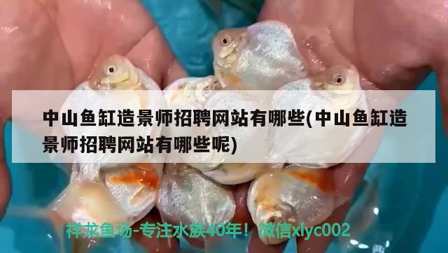 中山魚缸造景師招聘網(wǎng)站有哪些(中山魚缸造景師招聘網(wǎng)站有哪些呢) 印尼小紅龍