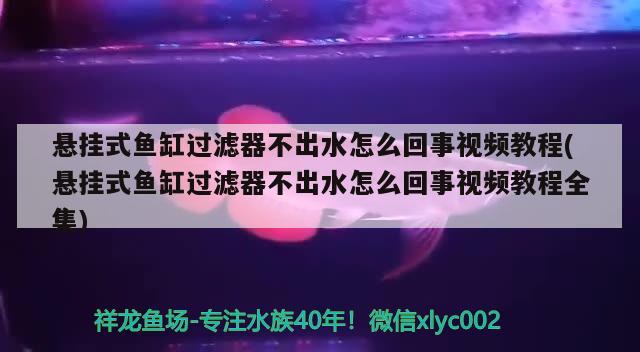 懸掛式魚缸過濾器不出水怎么回事視頻教程(懸掛式魚缸過濾器不出水怎么回事視頻教程全集) 稀有紅龍品種