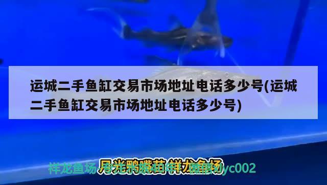 運城二手魚缸交易市場地址電話多少號(運城二手魚缸交易市場地址電話多少號) 七紋巨鯉魚