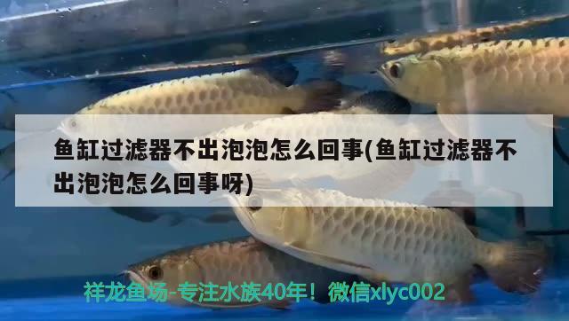 魚缸過濾器不出泡泡怎么回事(魚缸過濾器不出泡泡怎么回事呀) 魚缸/水族箱