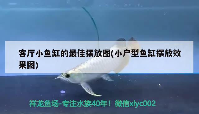 客廳小魚缸的最佳擺放圖(小戶型魚缸擺放效果圖) 肺魚