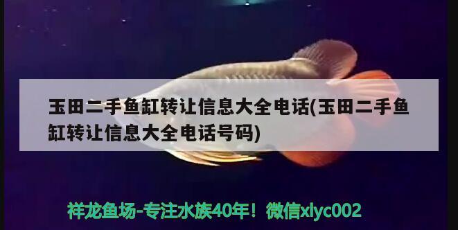 玉田二手魚缸轉(zhuǎn)讓信息大全電話(玉田二手魚缸轉(zhuǎn)讓信息大全電話號(hào)碼) 白條過背金龍魚