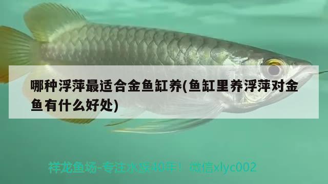 哪種浮萍最適合金魚缸養(yǎng)(魚缸里養(yǎng)浮萍對金魚有什么好處)