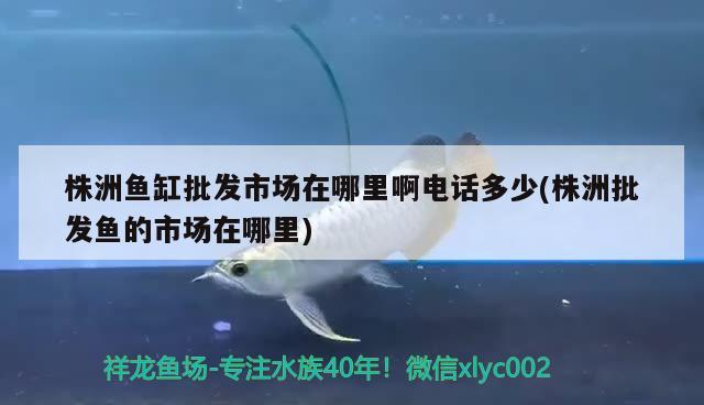 株洲魚缸批發(fā)市場在哪里啊電話多少(株洲批發(fā)魚的市場在哪里)