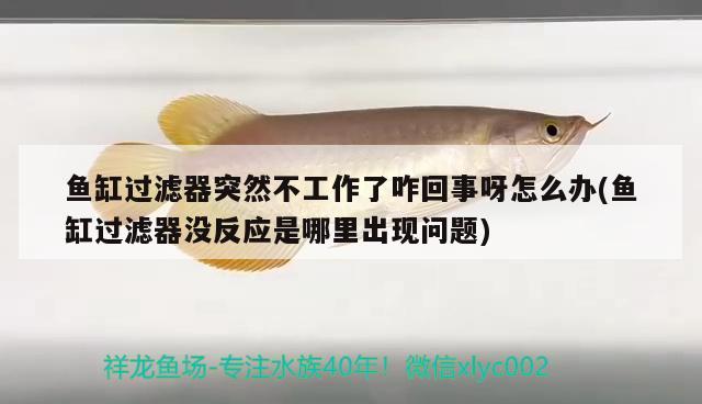 魚缸過濾器突然不工作了咋回事呀怎么辦(魚缸過濾器沒反應(yīng)是哪里出現(xiàn)問題) 錦鯉池魚池建設(shè)