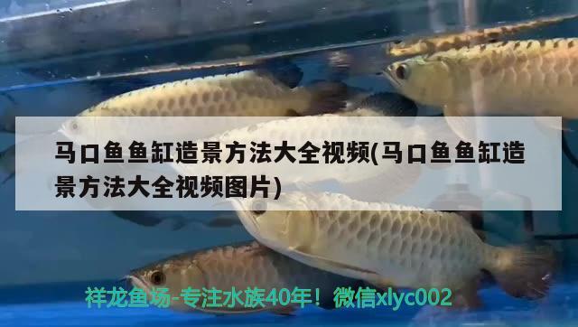 馬口魚魚缸造景方法大全視頻(馬口魚魚缸造景方法大全視頻圖片) 羅漢魚