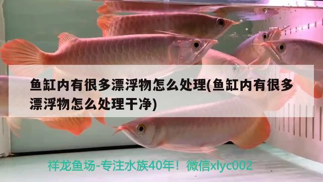 魚缸內(nèi)有很多漂浮物怎么處理(魚缸內(nèi)有很多漂浮物怎么處理干凈) 南美異型魚