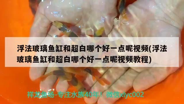 浮法玻璃魚缸和超白哪個(gè)好一點(diǎn)呢視頻(浮法玻璃魚缸和超白哪個(gè)好一點(diǎn)呢視頻教程)