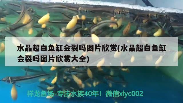 水晶超白魚(yú)缸會(huì)裂嗎圖片欣賞(水晶超白魚(yú)缸會(huì)裂嗎圖片欣賞大全)