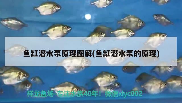 魚(yú)缸潛水泵原理圖解(魚(yú)缸潛水泵的原理)