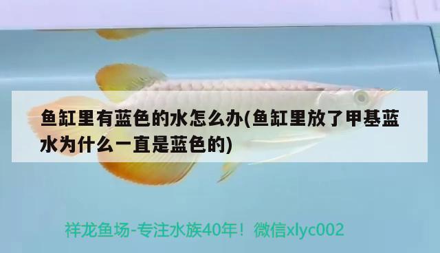 魚缸里有藍(lán)色的水怎么辦(魚缸里放了甲基藍(lán)水為什么一直是藍(lán)色的)