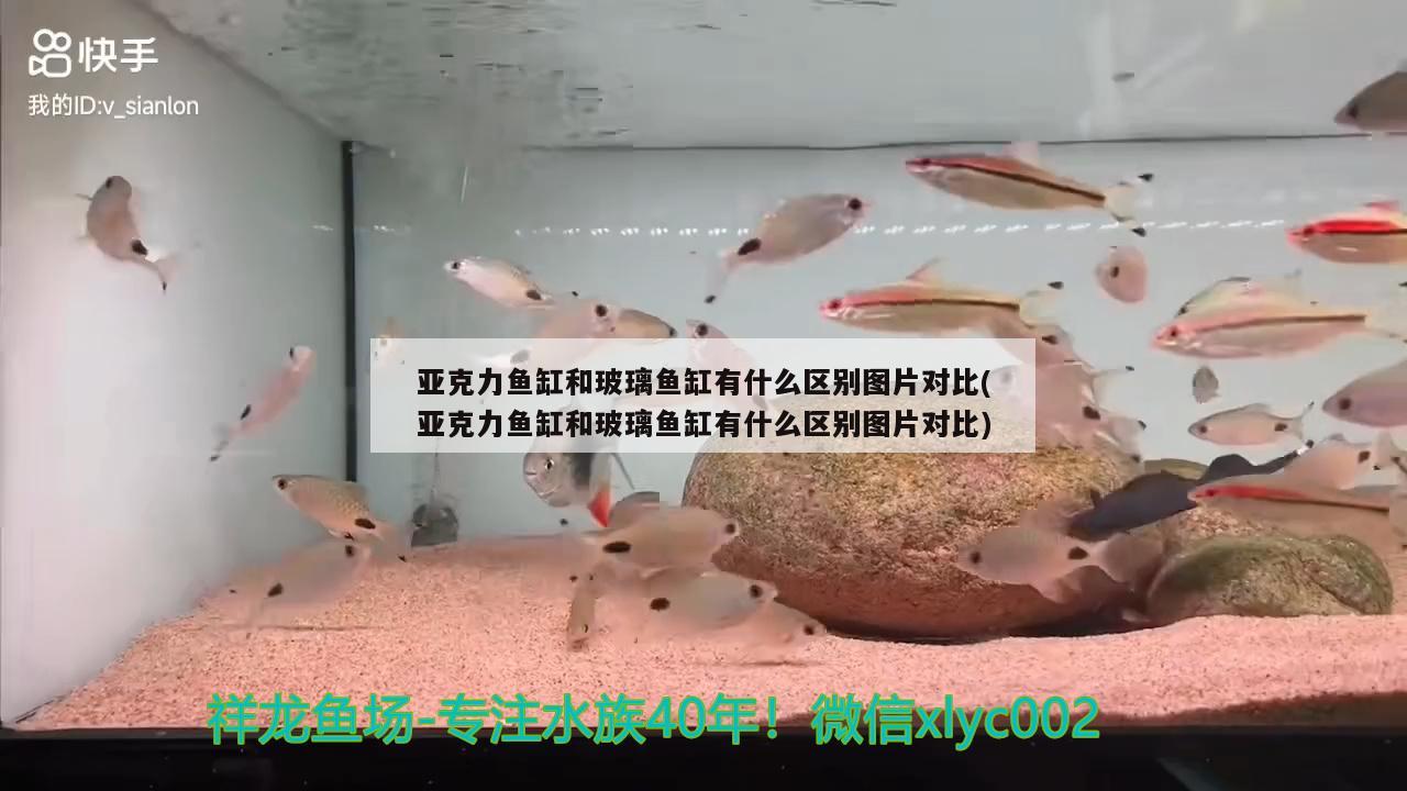 亞克力魚缸和玻璃魚缸有什么區(qū)別圖片對(duì)比(亞克力魚缸和玻璃魚缸有什么區(qū)別圖片對(duì)比) 斯維尼關(guān)刀魚