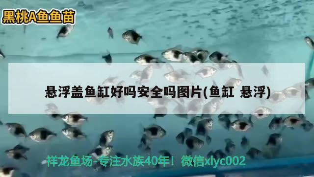 懸浮蓋魚缸好嗎安全嗎圖片(魚缸懸浮)