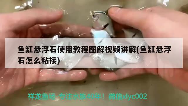 魚缸懸浮石使用教程圖解視頻講解(魚缸懸浮石怎么粘接) 觀賞魚進出口