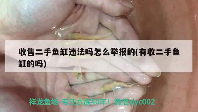 收售二手魚缸違法嗎怎么舉報的(有收二手魚缸的嗎) 雙線側(cè)魚