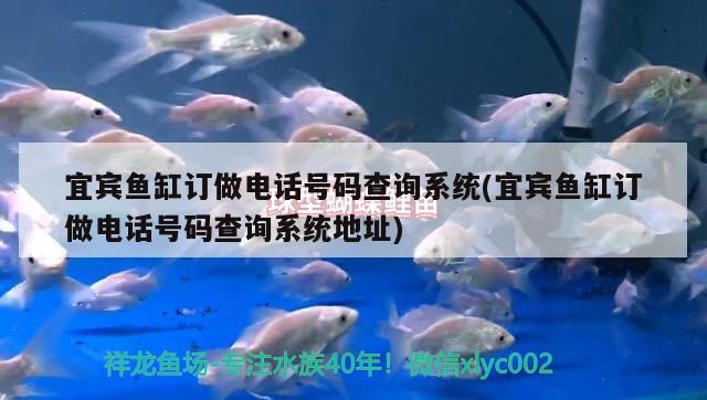 宜賓魚缸訂做電話號碼查詢系統(tǒng)(宜賓魚缸訂做電話號碼查詢系統(tǒng)地址) 泰國虎魚