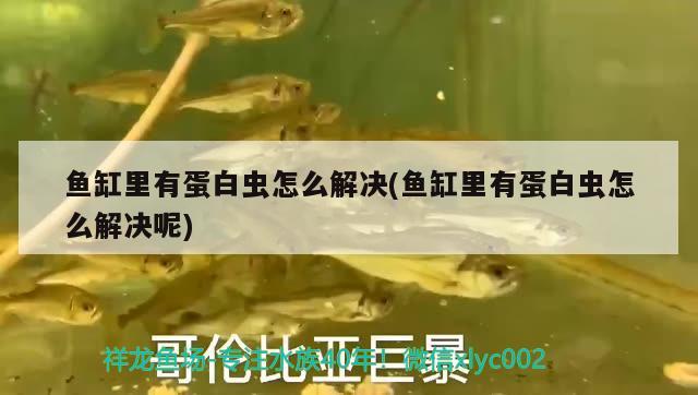 魚(yú)缸里有蛋白蟲(chóng)怎么解決(魚(yú)缸里有蛋白蟲(chóng)怎么解決呢) 金老虎魚(yú)