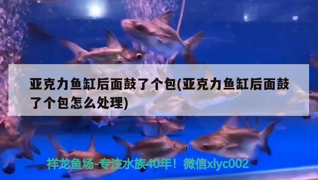 亞克力魚缸后面鼓了個包(亞克力魚缸后面鼓了個包怎么處理) 斑馬鴨嘴魚