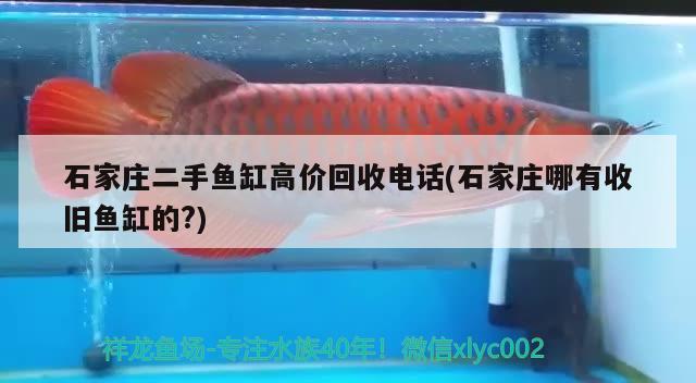 石家莊二手魚缸高價回收電話(石家莊哪有收舊魚缸的?)