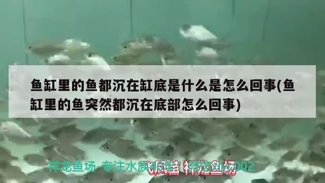 魚缸里的魚都沉在缸底是什么是怎么回事(魚缸里的魚突然都沉在底部怎么回事) 高背金龍魚