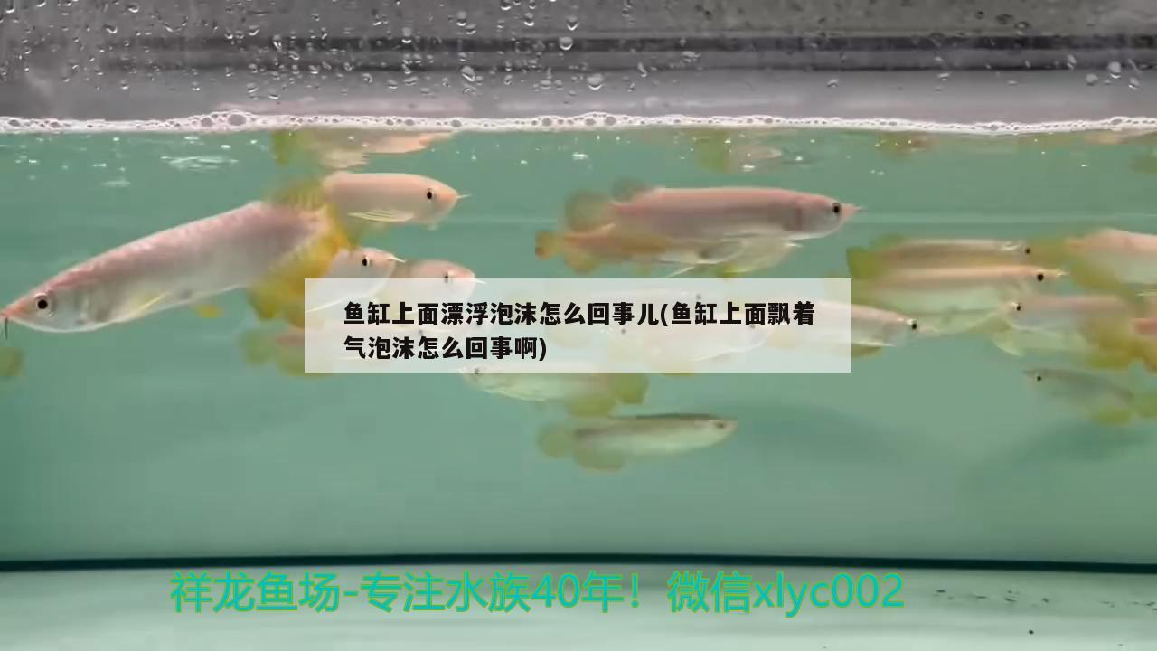 魚缸上面漂浮泡沫怎么回事兒(魚缸上面飄著氣泡沫怎么回事啊) 古典過背金龍魚