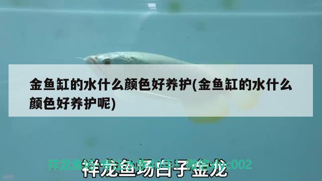 金魚缸的水什么顏色好養(yǎng)護(金魚缸的水什么顏色好養(yǎng)護呢) 金龍魚糧 第3張