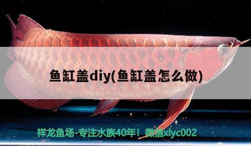 魚缸蓋diy(魚缸蓋怎么做) 野生埃及神仙魚