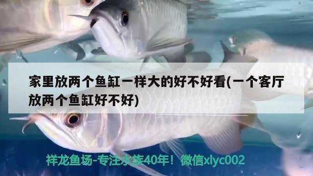 家里放兩個(gè)魚缸一樣大的好不好看(一個(gè)客廳放兩個(gè)魚缸好不好)