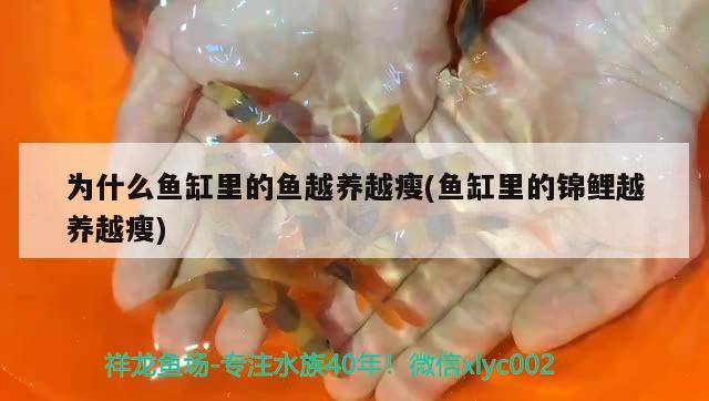 為什么魚缸里的魚越養(yǎng)越瘦(魚缸里的錦鯉越養(yǎng)越瘦)