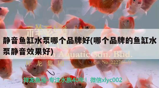 靜音魚缸水泵哪個品牌好(哪個品牌的魚缸水泵靜音效果好)