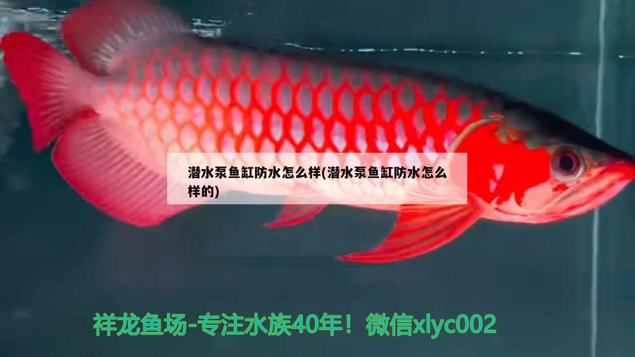 潛水泵魚缸防水怎么樣(潛水泵魚缸防水怎么樣的)