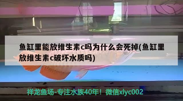 魚缸里能放維生素c嗎為什么會死掉(魚缸里放維生素c破壞水質嗎) 過背金龍魚