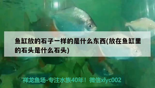 魚缸放的石子一樣的是什么東西(放在魚缸里的石頭是什么石頭) 泰國虎魚