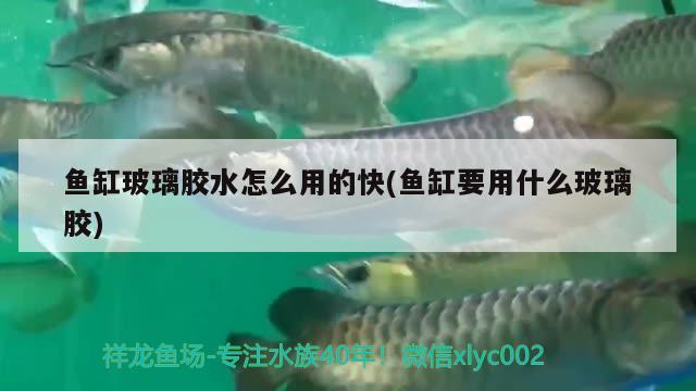 魚缸玻璃膠水怎么用的快(魚缸要用什么玻璃膠)