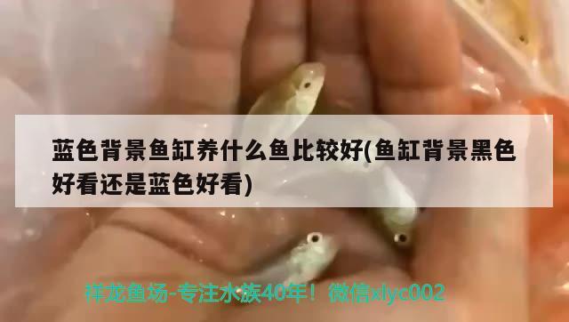 藍色背景魚缸養(yǎng)什么魚比較好(魚缸背景黑色好看還是藍色好看)