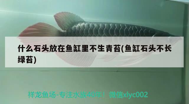 什么石頭放在魚(yú)缸里不生青苔(魚(yú)缸石頭不長(zhǎng)綠苔)