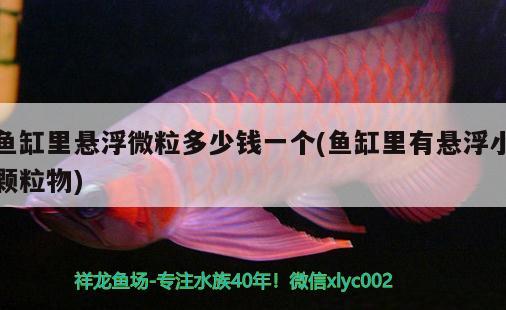 魚(yú)缸里懸浮微粒多少錢一個(gè)(魚(yú)缸里有懸浮小顆粒物)