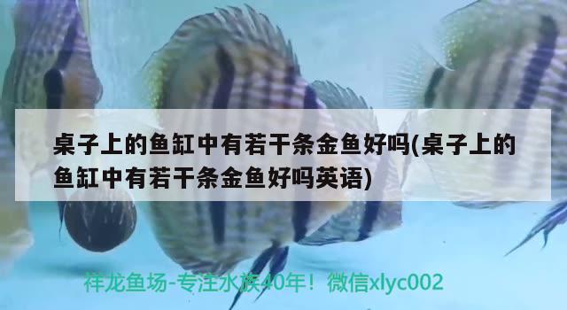 桌子上的魚缸中有若干條金魚好嗎(桌子上的魚缸中有若干條金魚好嗎英語(yǔ)) 古典過背金龍魚