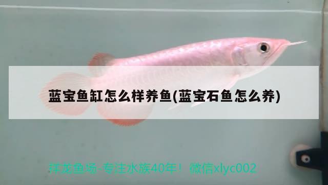 藍(lán)寶魚缸怎么樣養(yǎng)魚(藍(lán)寶石魚怎么養(yǎng))