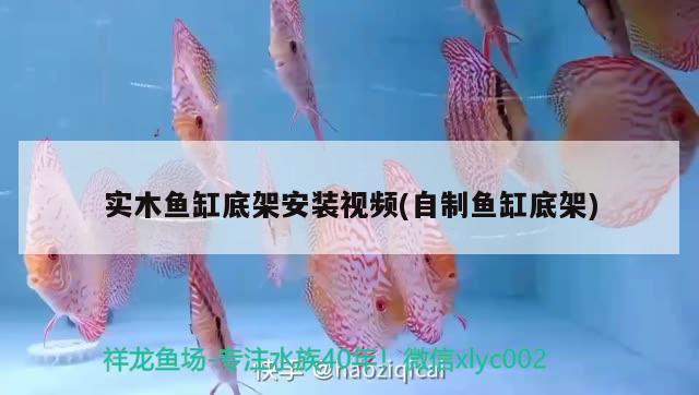 實木魚缸底架安裝視頻(自制魚缸底架) 杰西卡恐龍魚