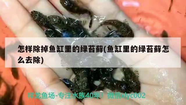 怎樣除掉魚缸里的綠苔蘚(魚缸里的綠苔蘚怎么去除) 斑馬鴨嘴魚苗