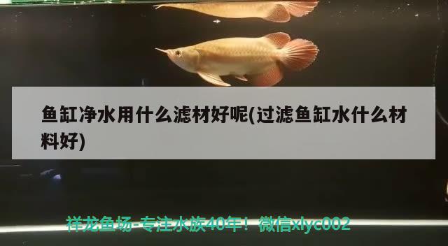 魚缸凈水用什么濾材好呢(過(guò)濾魚缸水什么材料好) 羽毛刀魚苗