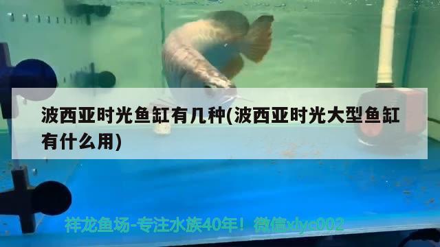 波西亞時光魚缸有幾種(波西亞時光大型魚缸有什么用) 黃金夢幻雷龍魚