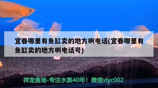 宜春哪里有魚缸賣的地方啊電話(宜春哪里有魚缸賣的地方啊電話號) 狗仔（招財貓)魚苗