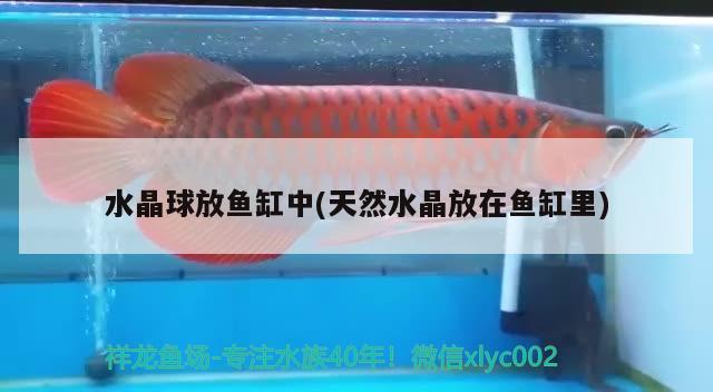 水晶球放魚缸中(天然水晶放在魚缸里) 一眉道人魚