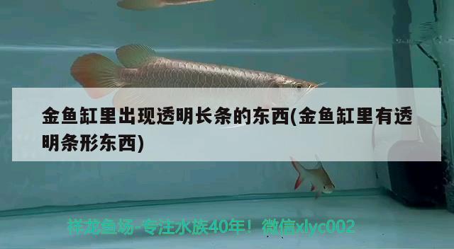 金魚缸里出現(xiàn)透明長條的東西(金魚缸里有透明條形東西) 白子銀龍苗（黃化銀龍苗）