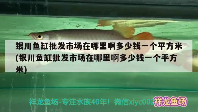 銀川魚缸批發(fā)市場在哪里啊多少錢一個平方米(銀川魚缸批發(fā)市場在哪里啊多少錢一個平方米)