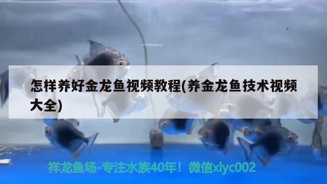 怎樣養(yǎng)好金龍魚視頻教程(養(yǎng)金龍魚技術視頻大全) 祥禾Super Red紅龍魚