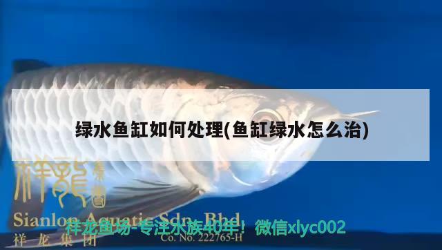 綠水魚缸如何處理(魚缸綠水怎么治)