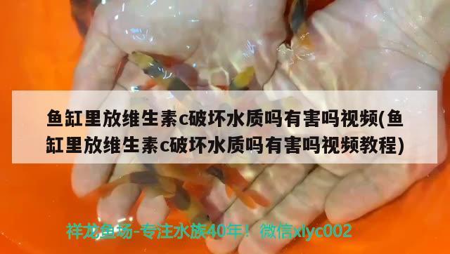 魚缸里放維生素c破壞水質(zhì)嗎有害嗎視頻(魚缸里放維生素c破壞水質(zhì)嗎有害嗎視頻教程) 野彩魚